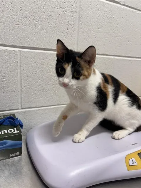 A young medium-sized female Domestic Short Hair cat named Sheila for adoption in Upper Marlboro, MD