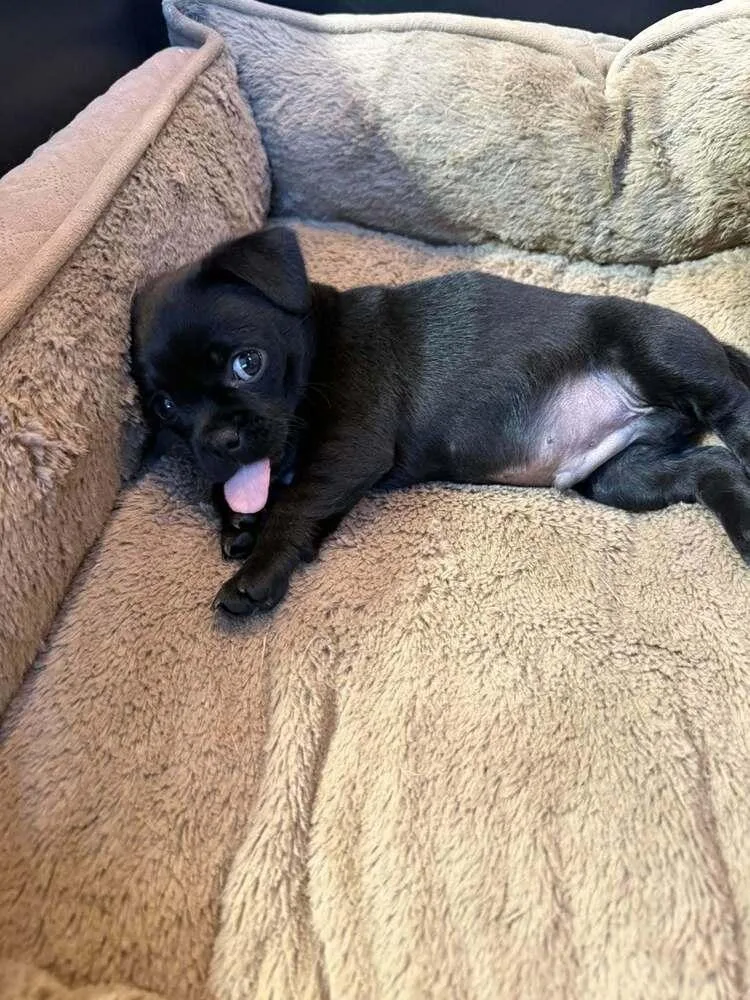 A baby small-sized male Pug dog named Edward for adoption in Eagle, ID