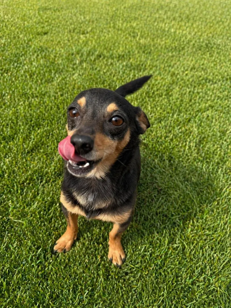 A young small-sized male Black Miniature Pinscher dog named Shortleaf for adoption in Tomball, TX