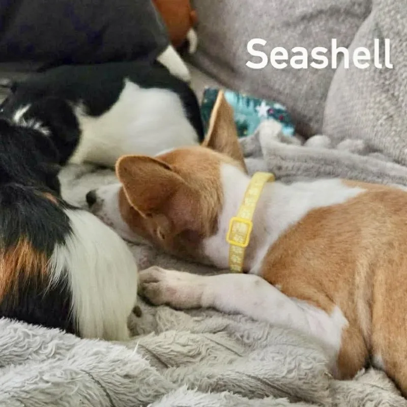 Seashell thumbnail 4