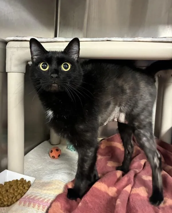 A young medium-sized female Domestic Short Hair cat named Quigley for adoption in Richmond, VA