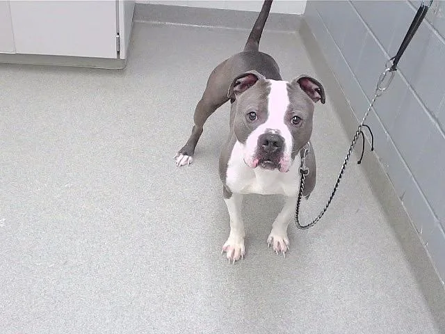 A young large-sized male Boxer dog named Kane for adoption in Omaha, NE