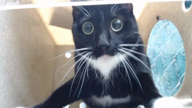 A young medium-sized female Domestic Short Hair cat named Willow for adoption in Downey, CA