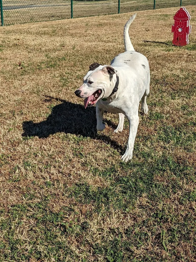 An adult large-sized female White / Cream Pit Bull Terrier dog named Shelby for adoption in Zuni, VA