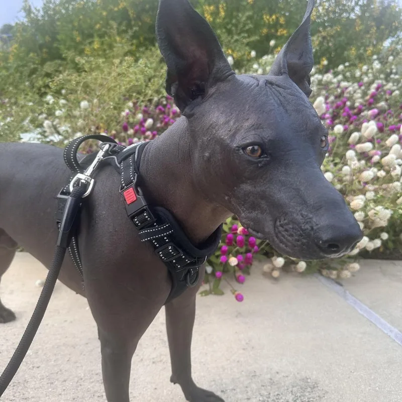 An adult medium-sized male Brown / Chocolate Xoloitzcuintli / Mexican Hairless dog named Necio NC for adoption in Austin, TX