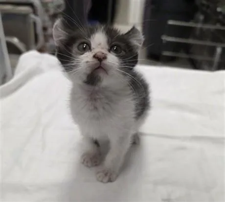 A baby small-sized male Domestic Short Hair cat named Corona for adoption in Las Vegas, NV