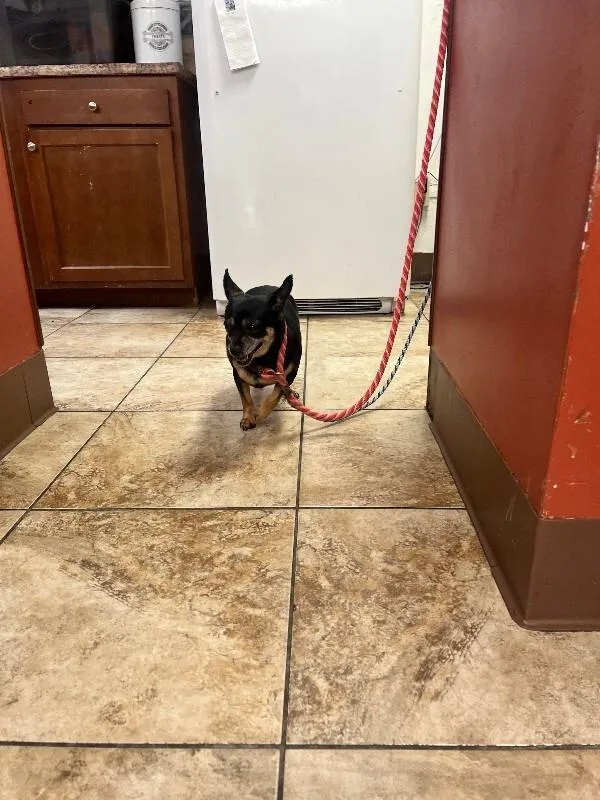 An adult medium-sized female Tricolor (Brown, Black, & White) Mixed Breed dog named Stephanie for adoption in Cincinnati, OH