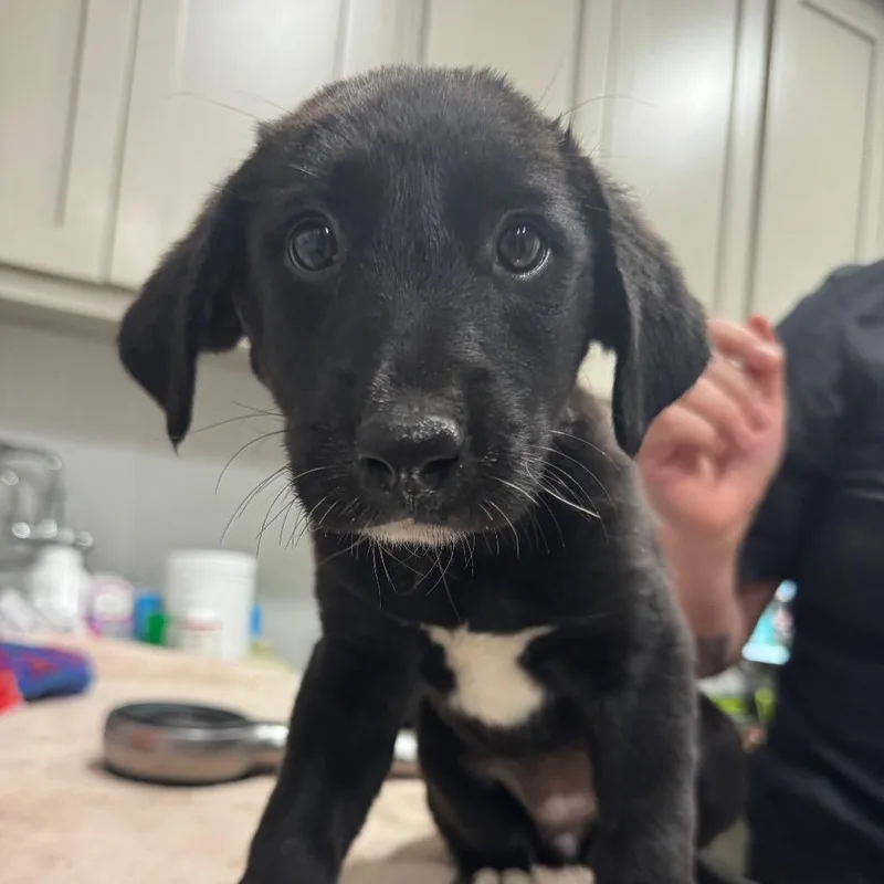 A baby small-sized female Black Labrador Retriever dog named Witchy for adoption in Buchanan Dam, TX