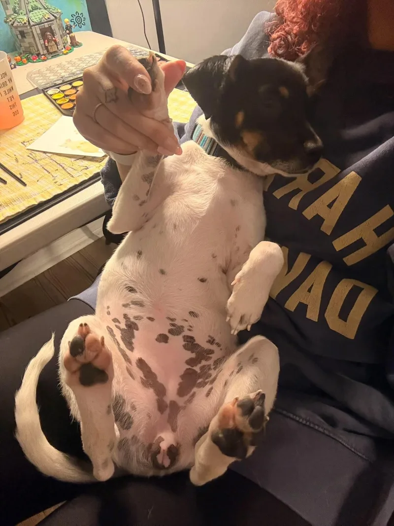 An adult small-sized female Rat Terrier dog named Sundae for adoption in Mobile, AL