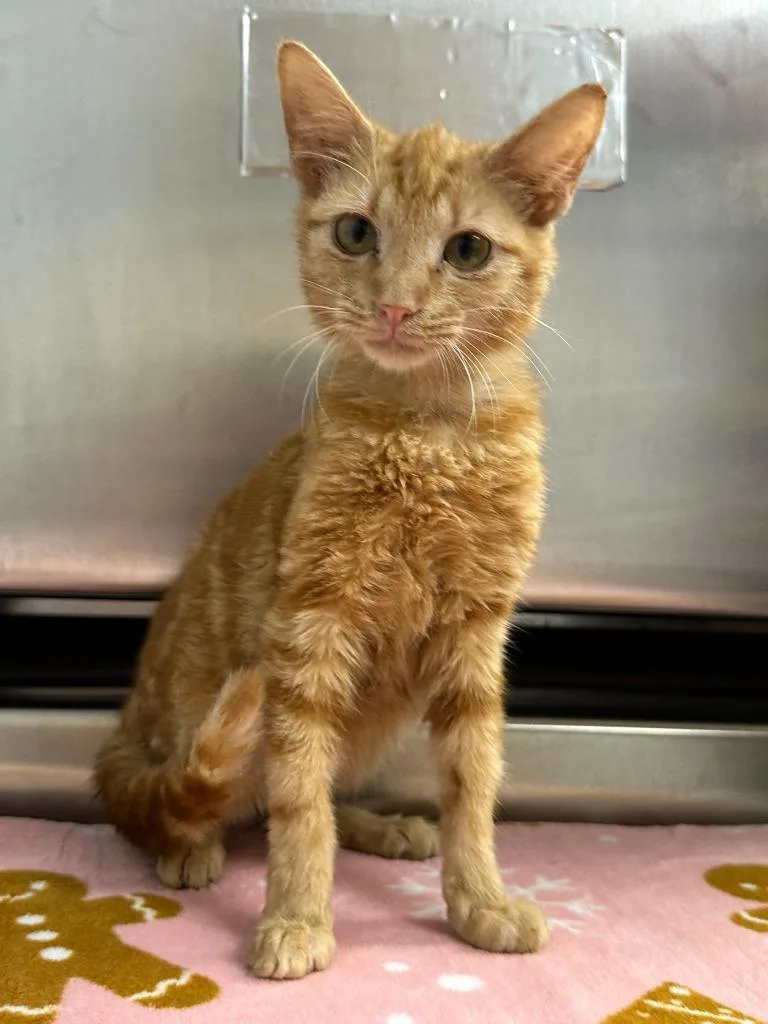 A young small-sized male Domestic Short Hair cat named Josh for adoption in Lavonia, GA
