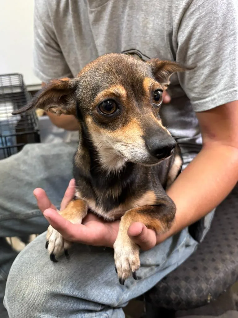 An adult medium-sized female Chihuahua dog named BabyGirl for adoption in Swainsboro, GA