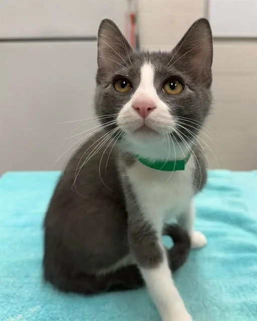 A baby medium-sized male Domestic Short Hair cat named Pearl for adoption in Peoria, IL