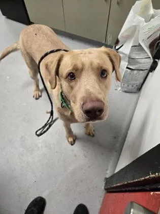 An adult large-sized male Mixed Breed dog named Cheesecake for adoption in West Chester, PA