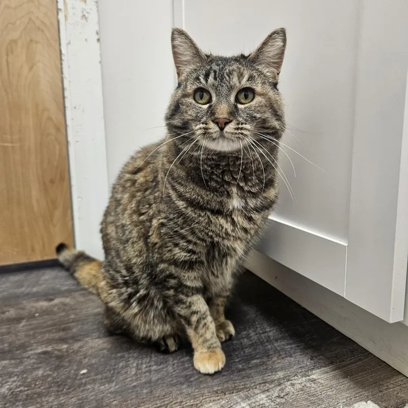 A senior medium-sized female Torbie Domestic Short Hair cat named Shushu for adoption in Conway, NH