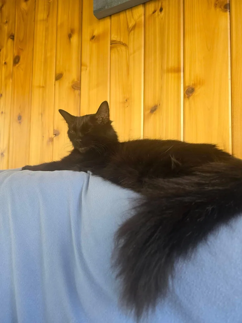 An adult medium-sized female Black Domestic Long Hair cat named Lindilee for adoption in Massillon, OH