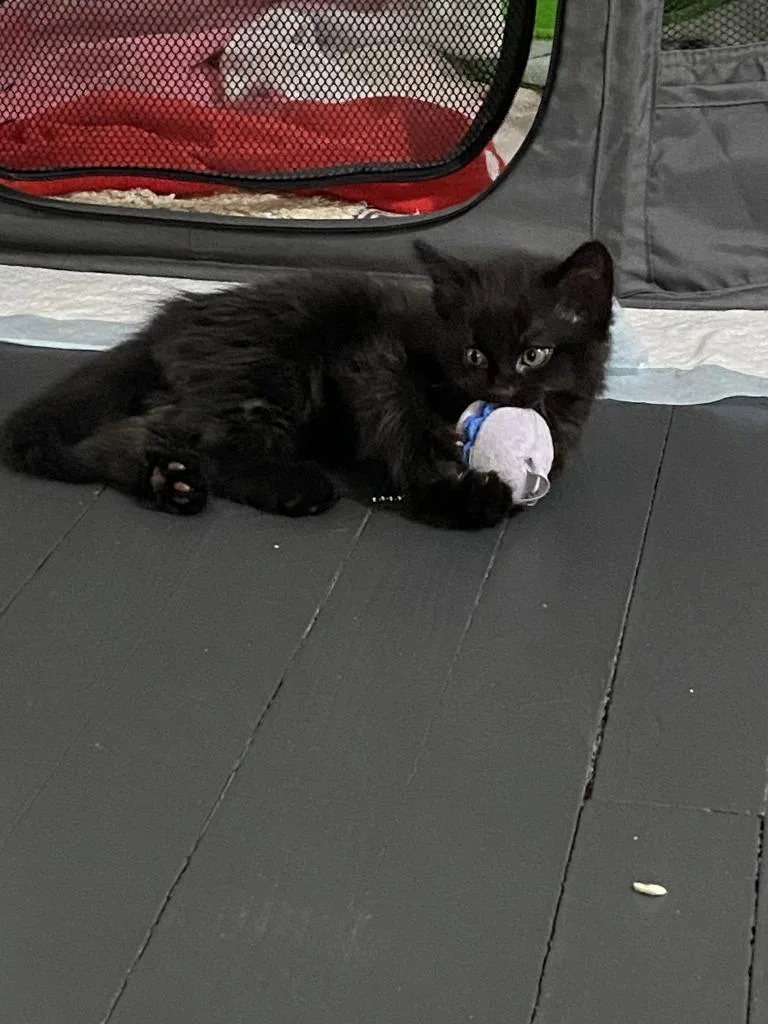 A baby medium-sized male Domestic Short Hair cat named Flame for adoption in Pomona, NY