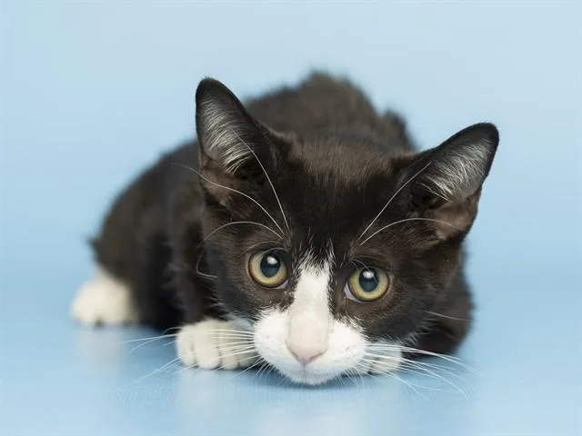 A baby small-sized female Domestic Short Hair cat named Georgia for adoption in Phoenix, AZ