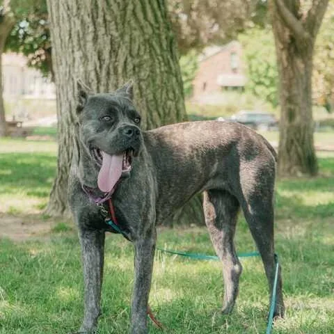 A young large-sized female Brindle Cane Corso dog named Stormi for adoption in Turlock, CA