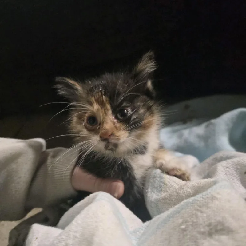A baby small-sized female Black Domestic Short Hair cat named Polly for adoption in Klamath Falls, OR