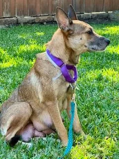 An adult medium-sized female German Shepherd Dog dog named Sangria Sharon for adoption in Houston, TX