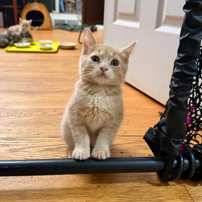 A baby small-sized male Cream / Ivory Domestic Short Hair cat named Croissant for adoption in Charlotte, NC