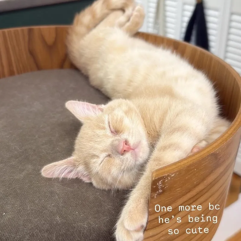 Croissant thumbnail 3