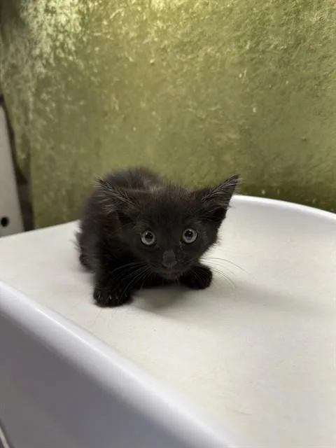 A baby small-sized male Domestic Short Hair cat named A for adoption in Riverside, CA