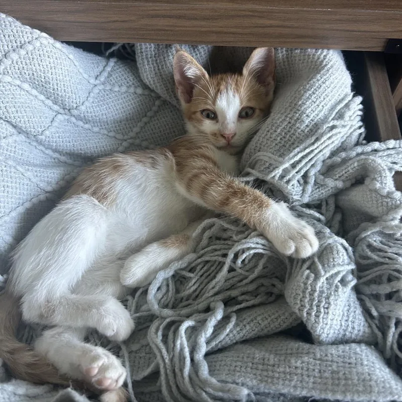 A baby small-sized male Orange / Red Domestic Short Hair cat named TweedleThree for adoption in Columbia, MO