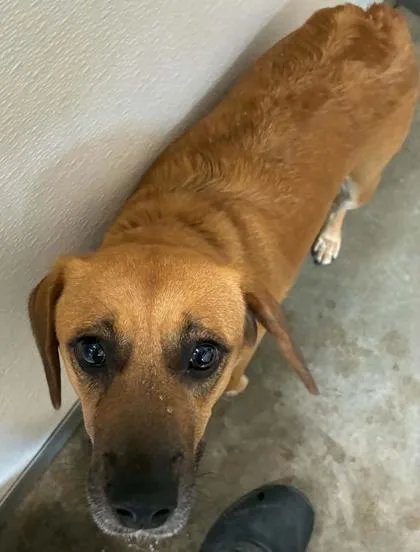 An adult medium-sized female Beagle dog named Wilma for adoption in Bowling Green, KY