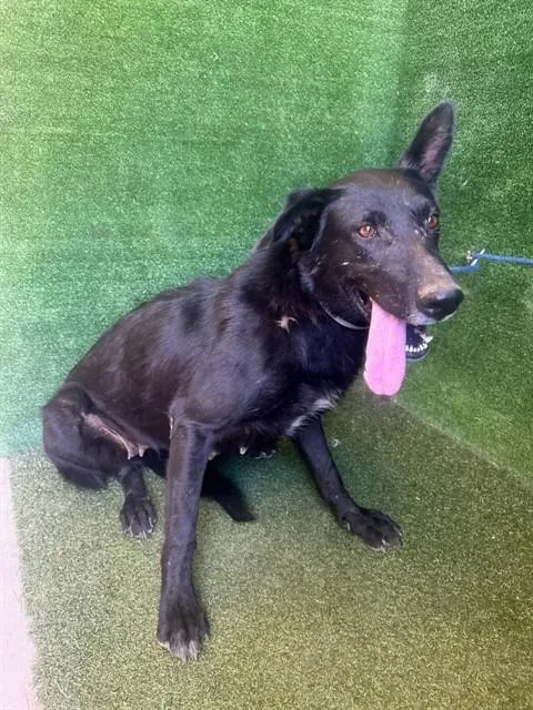 An adult medium-sized female German Shepherd Dog dog named Blackie for adoption in Lancaster, CA