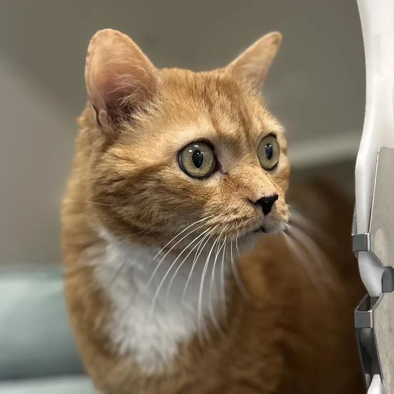 An adult medium-sized male Tabby (Orange / Red) Tabby cat named Nelly for adoption in Greensboro, NC
