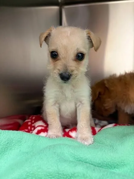 A baby small-sized male Terrier dog named Winter for adoption in Fremont, OH