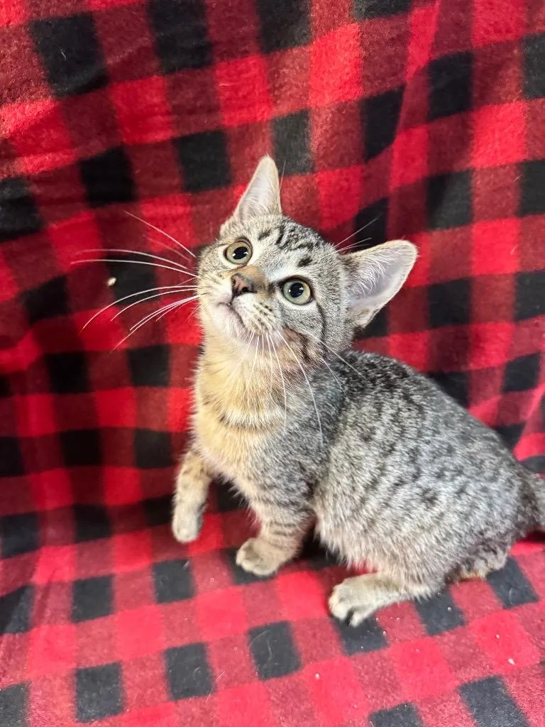 A baby medium-sized female Domestic Short Hair cat named Pounce for adoption in Shelbyville, TN
