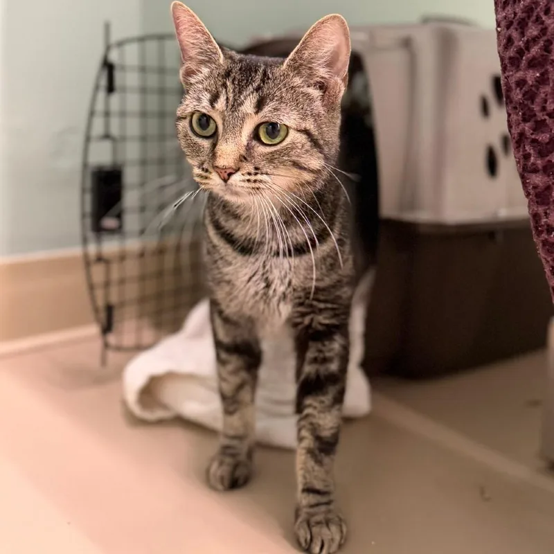 An adult medium-sized female Gray / Blue / Silver Domestic Short Hair cat named Vicki for adoption in Pittsford, VT