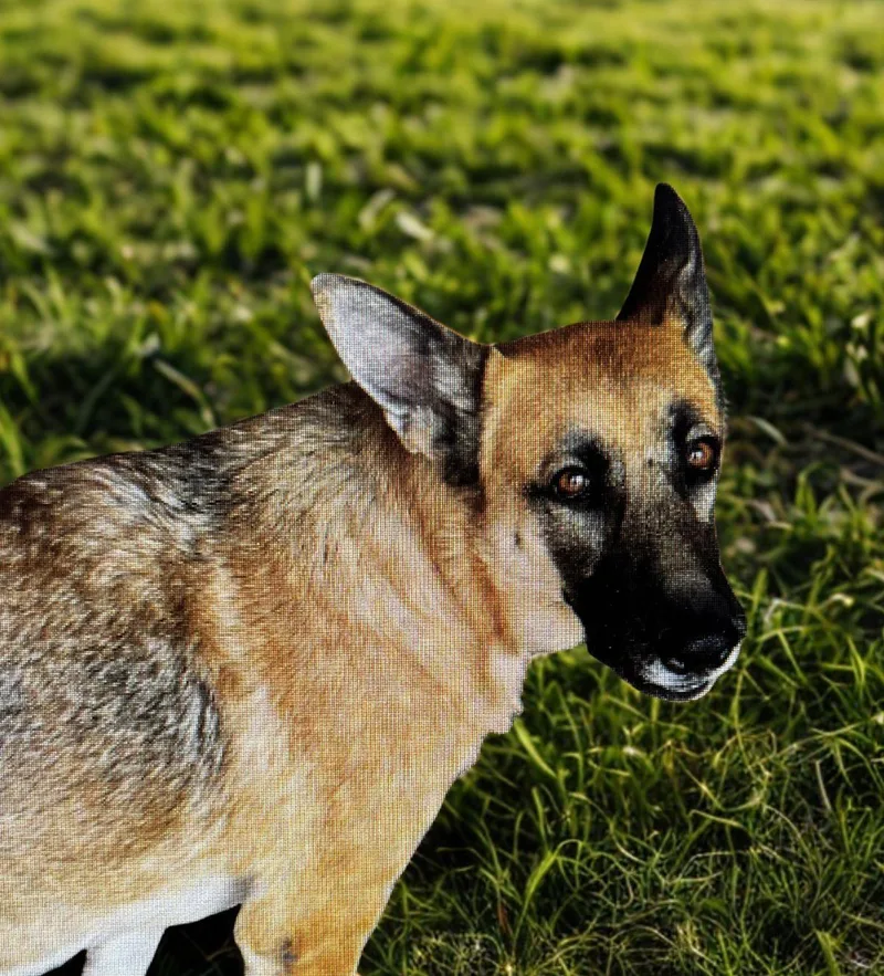 An adult medium-sized female Yellow / Tan / Blond / Fawn German Shepherd Dog dog named Mimi for adoption in Kingman, AZ