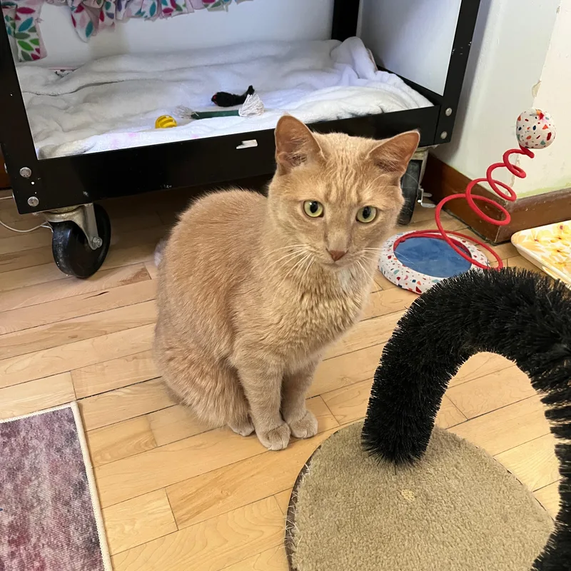 An adult large-sized male Tabby (Buff / Tan / Fawn) Domestic Short Hair cat named Chester & Gus for adoption in Neenah, WI