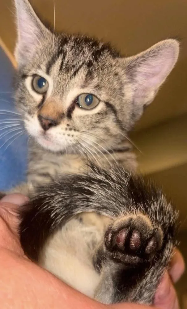 A baby small-sized female Gray / Blue / Silver Domestic Short Hair cat named Monica for adoption in Fremont, NE