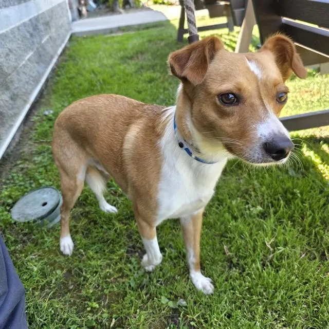 A young medium-sized male Terrier dog named Timothy for adoption in Long Beach, CA