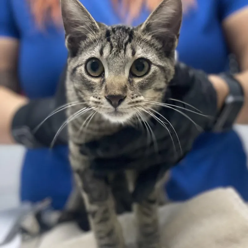 A baby medium-sized female Domestic Short Hair cat named Persephone for adoption in Riverside, CA