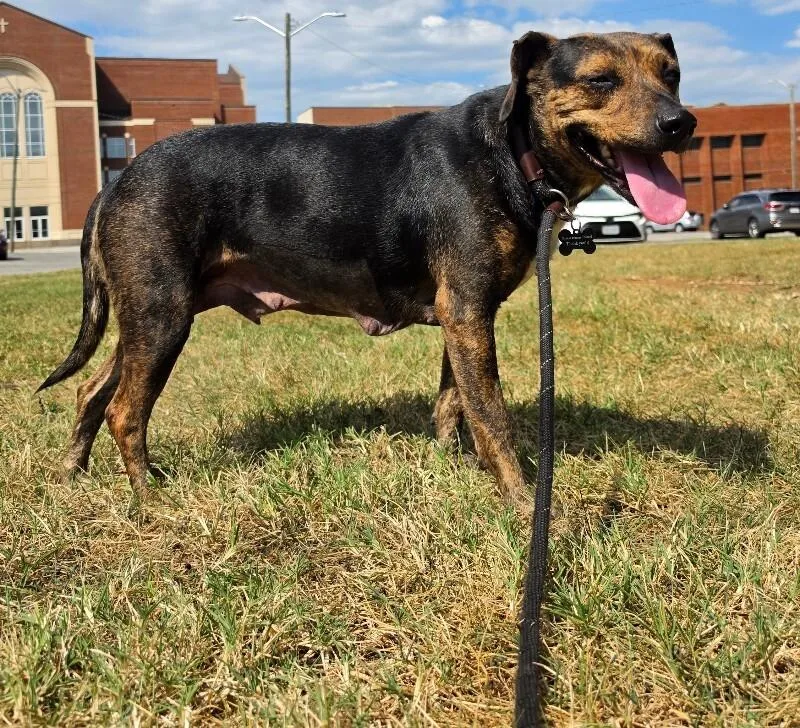 An adult medium-sized female Hound dog named Carmen for adoption in Roanoke, VA