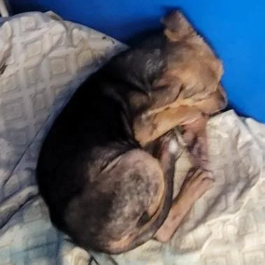 A baby medium-sized male Brown / Chocolate Mixed Breed dog named Mako for adoption in Las Cruces, NM