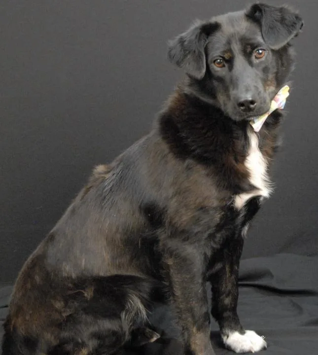 A young medium-sized female Black Border Collie dog named Skedaddle for adoption in Newland, NC