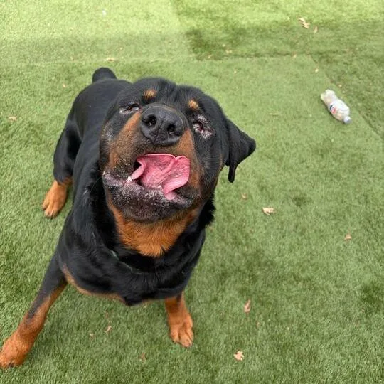 An adult extra large-sized male Black Mixed Breed dog named Tony for adoption in Davenport, IA