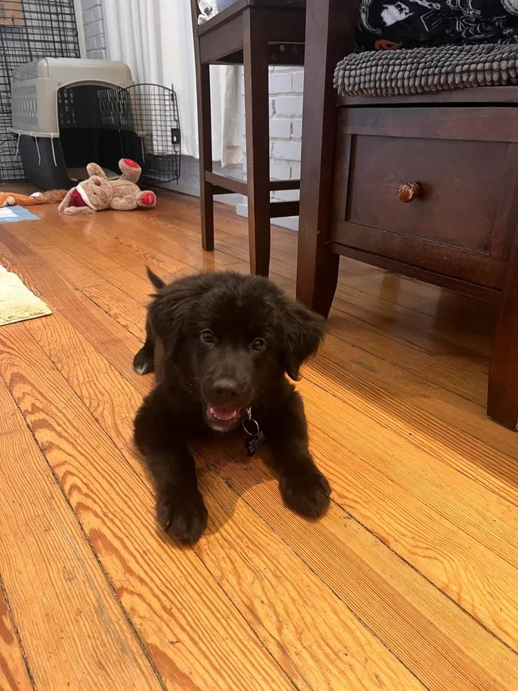 A baby medium-sized male Shepherd dog named Huggy Bear for adoption in Thornton, CO