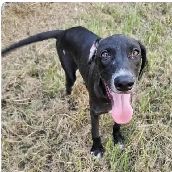 A young medium-sized male Black Labrador Retriever dog named Danny for adoption in New Orleans, LA
