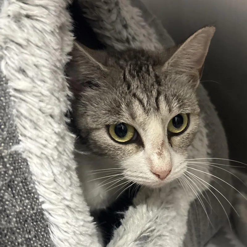 A young medium-sized female Gray / Blue / Silver Domestic Short Hair cat named Easton for adoption in West Palm Beach, FL