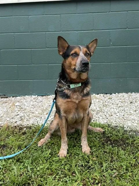 An adult large-sized male Australian Cattle Dog / Blue Heeler dog named Nash for adoption in Naples, FL