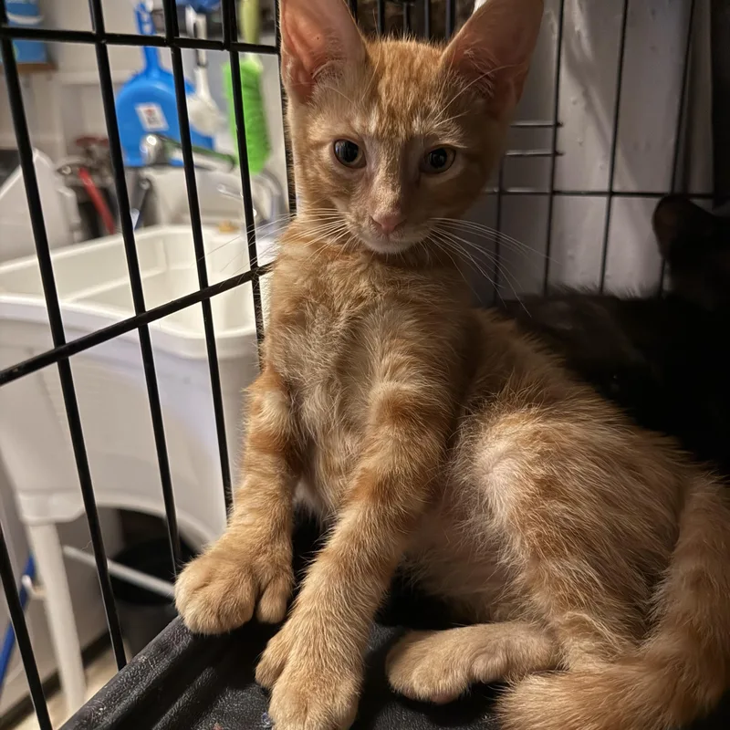 A baby large-sized male Orange / Red Extra-Toes Cat / Hemingway Polydactyl cat named Ed Sheeran for adoption in Fresno, CA