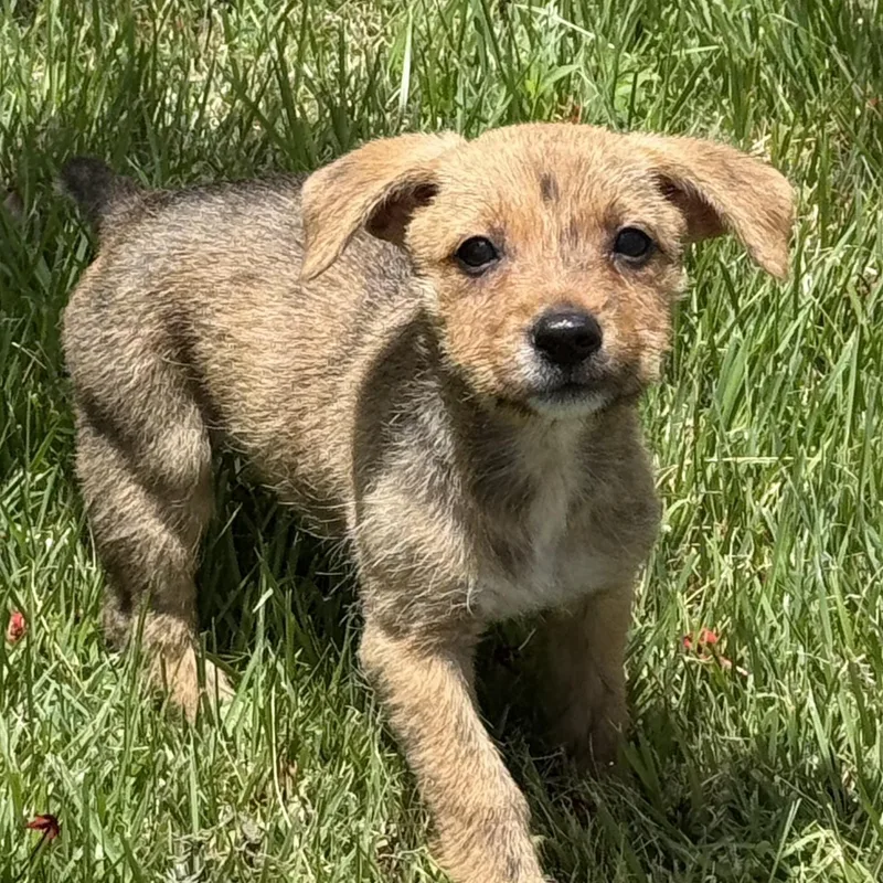 Juni