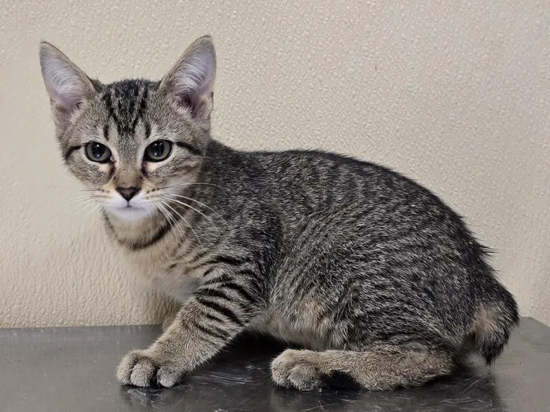 A baby medium-sized male Domestic Short Hair cat named Peter for adoption in Brainerd, MN